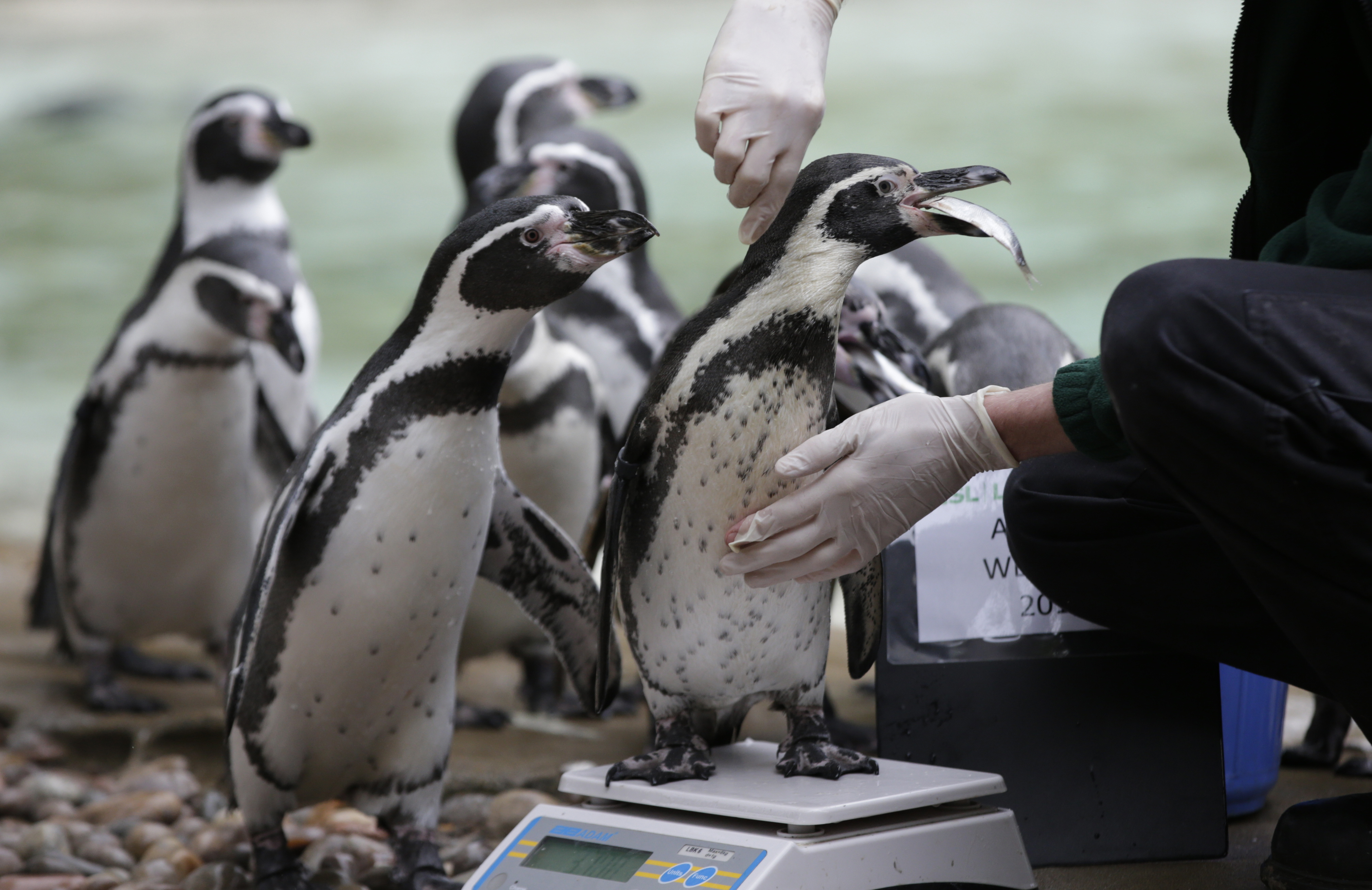 Photos: 10 adorable penguin pics in honor of World Penguin Day