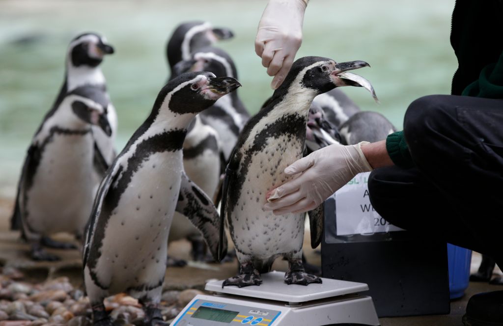 Photos: 10 adorable penguin pics in honor of World Penguin Day