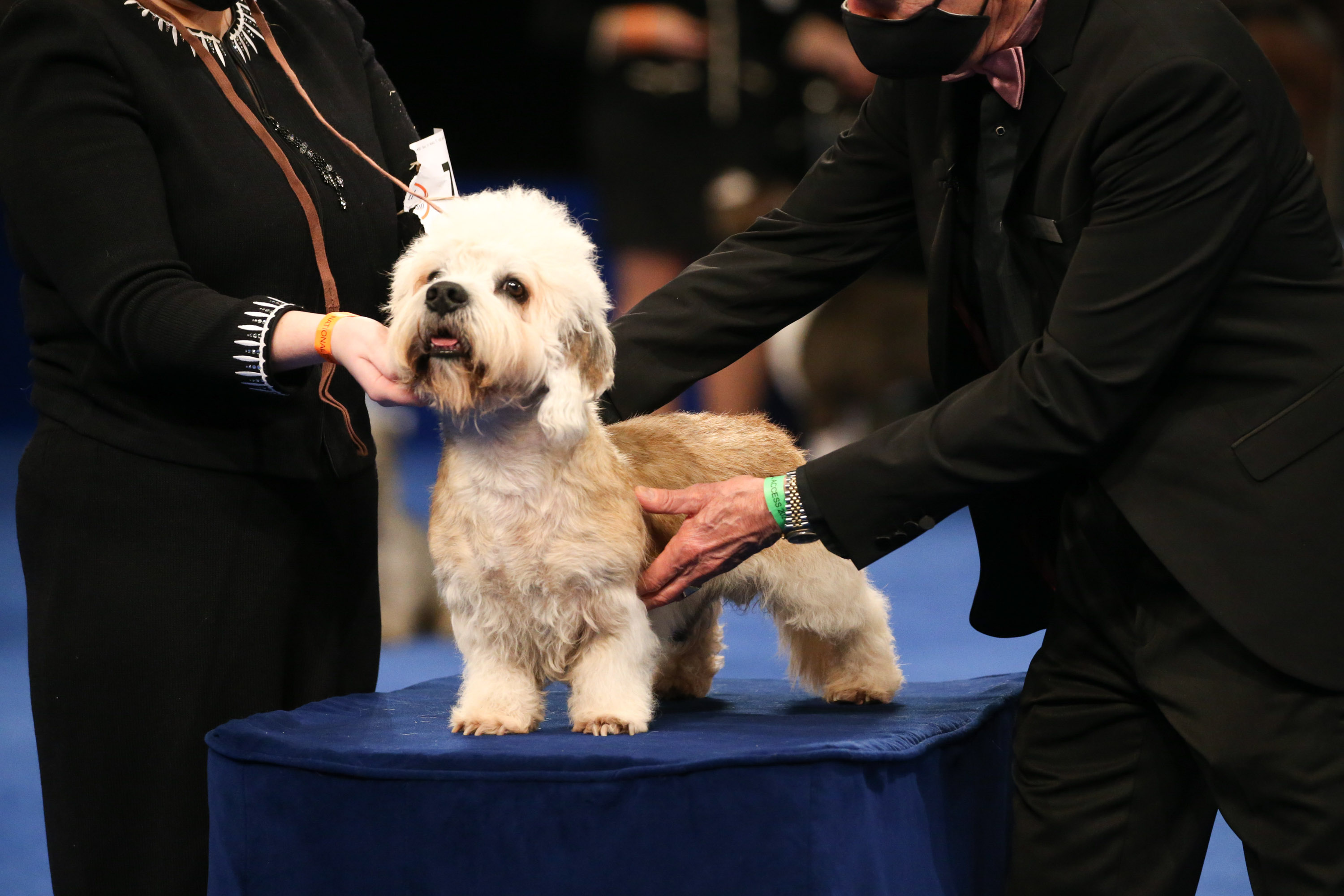 Photos: National Dog Show 2020