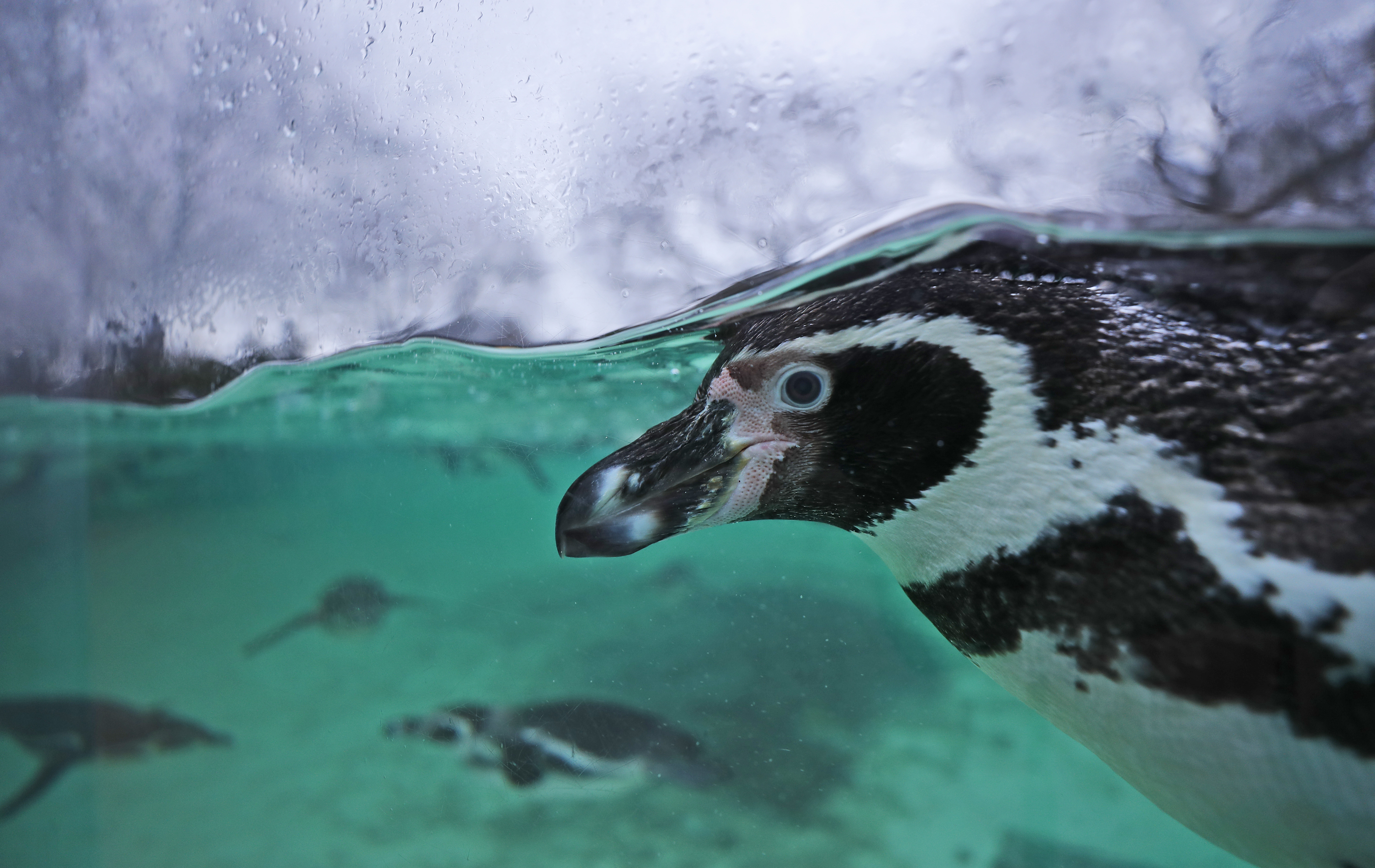 Photos: 10 adorable penguin pics in honor of World Penguin Day