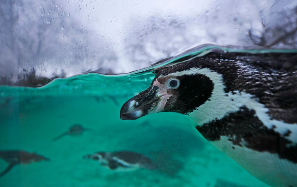 Photos: 10 adorable penguin pics in honor of World Penguin Day