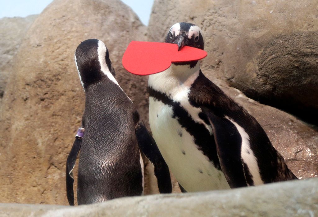 Photos: 10 adorable penguin pics in honor of World Penguin Day