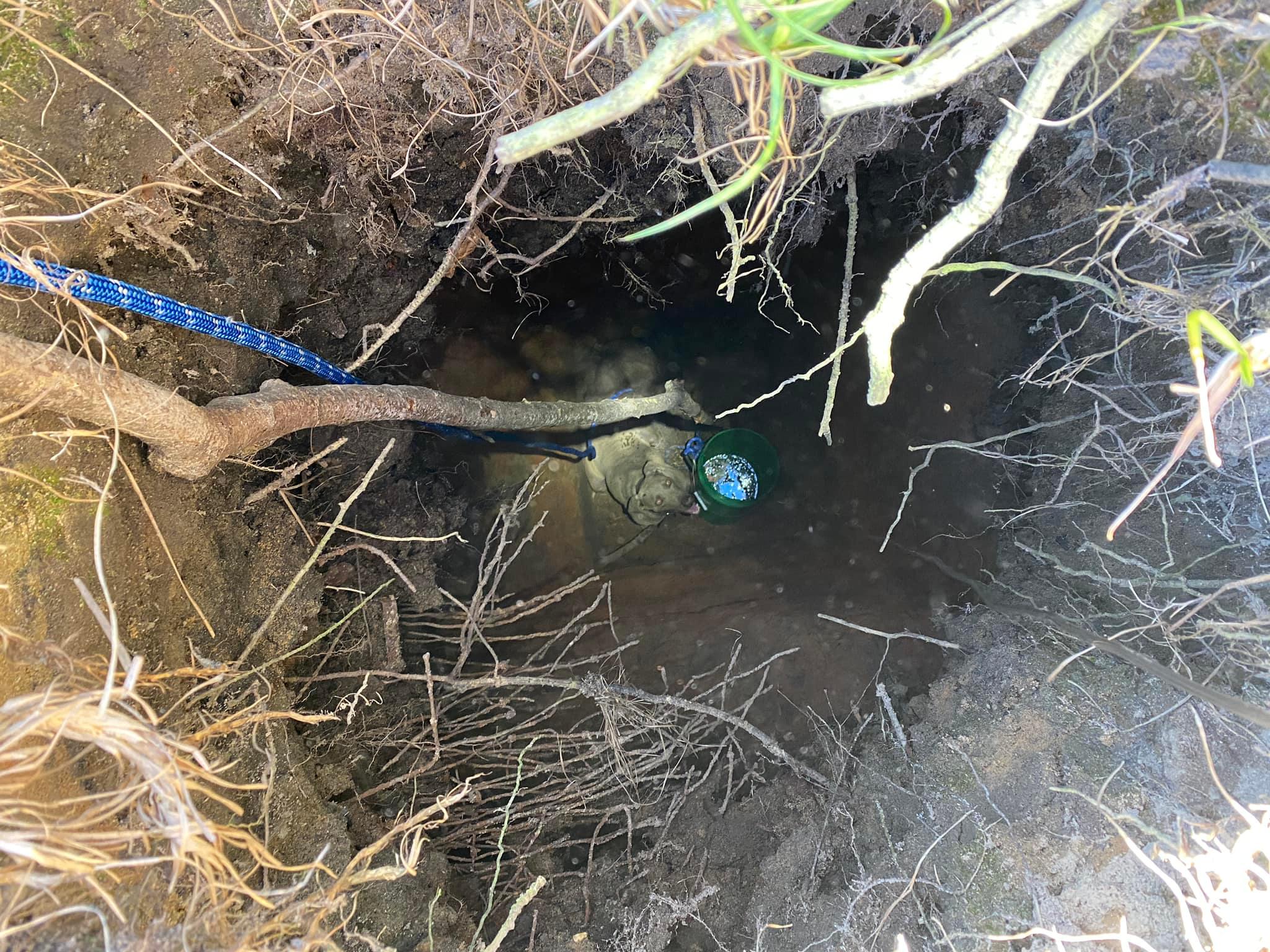 Photos: Florida firefighters rescue dog trapped down 15-foot hole
