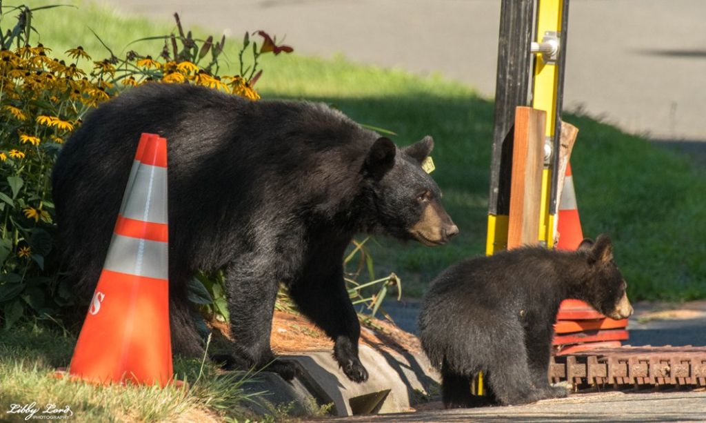 Photos: Mother bear and cubs rescued from Connecticut storm drain