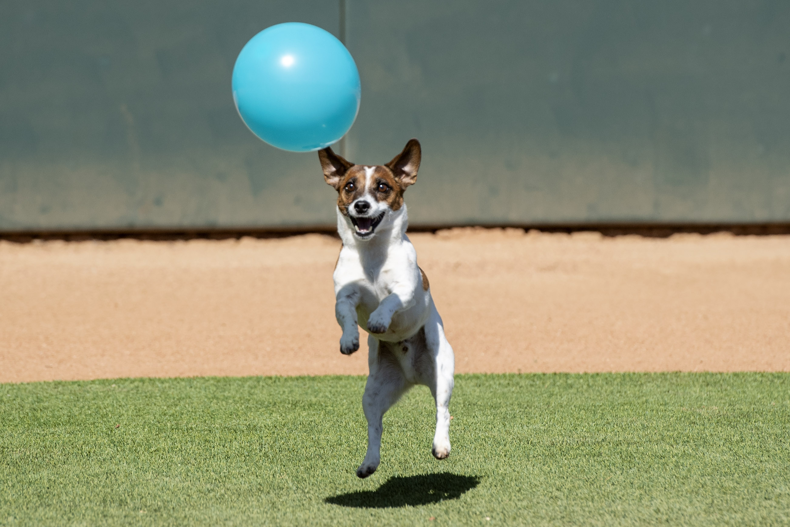Photos: Russell terrier Macho declared fastest dog baserunner at Dodger Stadium