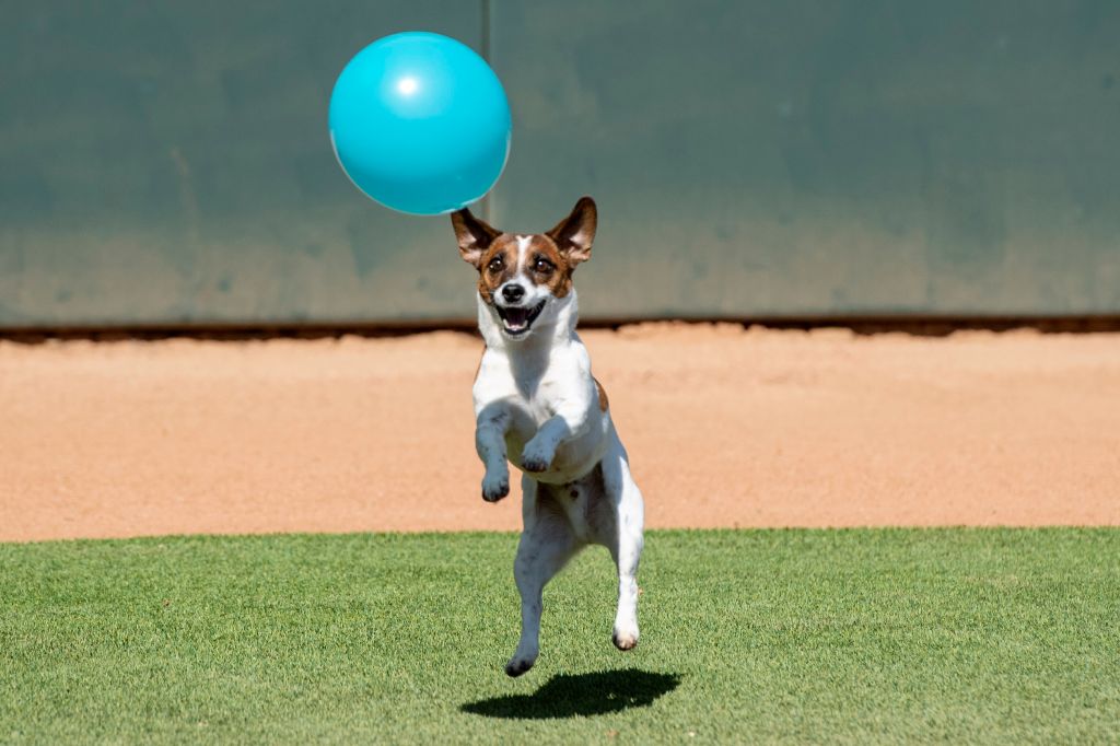 Photos: Russell terrier Macho declared fastest dog baserunner at Dodger Stadium