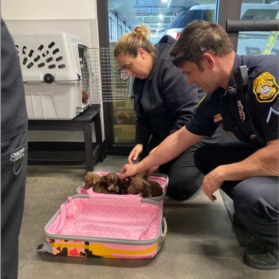 Litter of puppies found zipped inside of suitcase