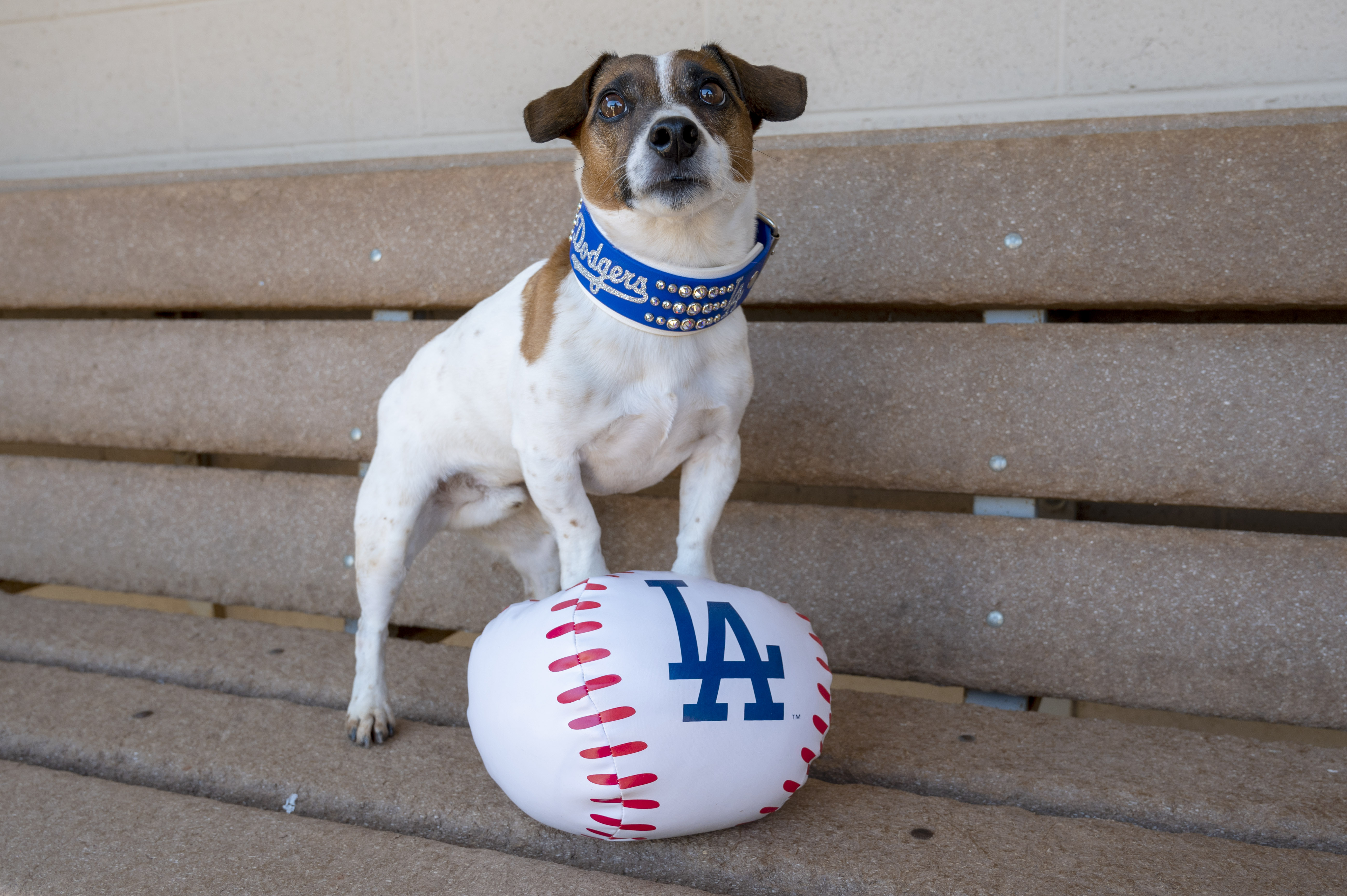 Photos: Russell terrier Macho declared fastest dog baserunner at Dodger Stadium