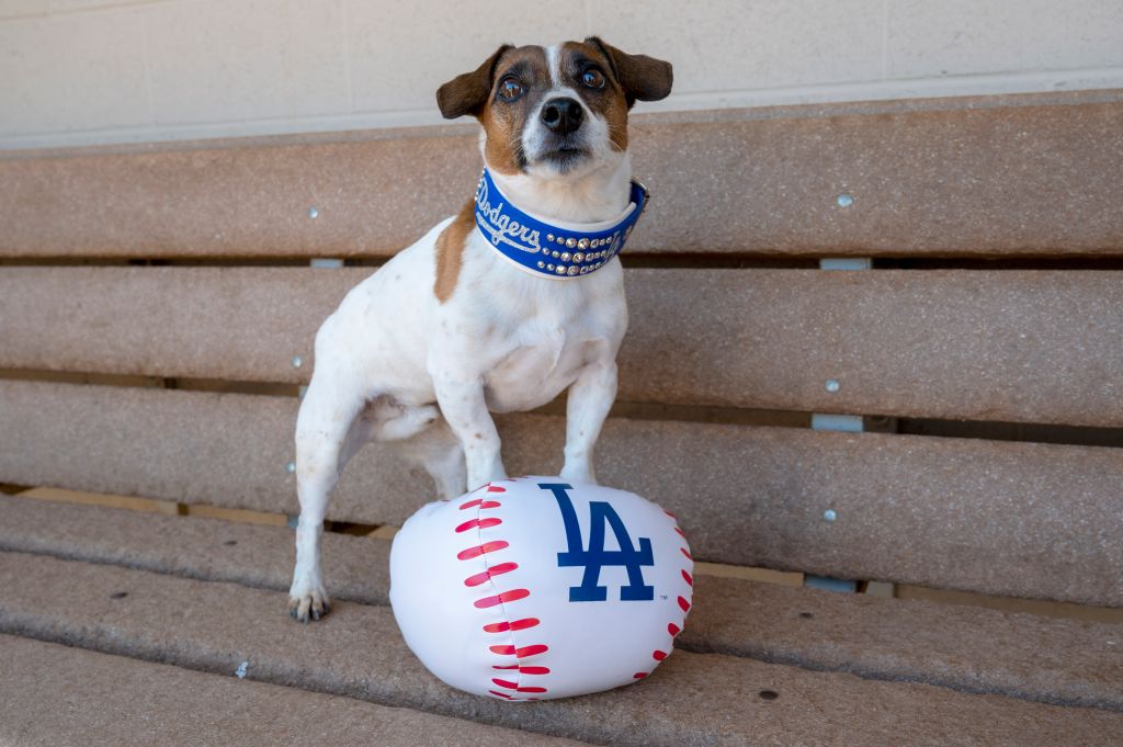 Photos: Russell terrier Macho declared fastest dog baserunner at Dodger Stadium