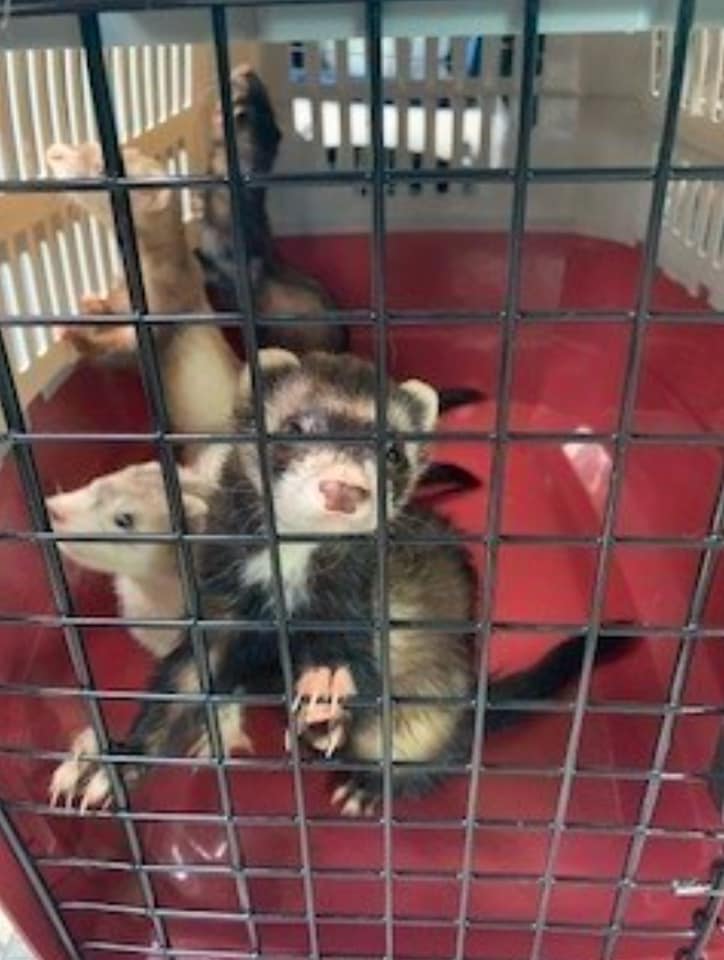 Photos: Dozens of animals and 300 fish rescued in Ohio