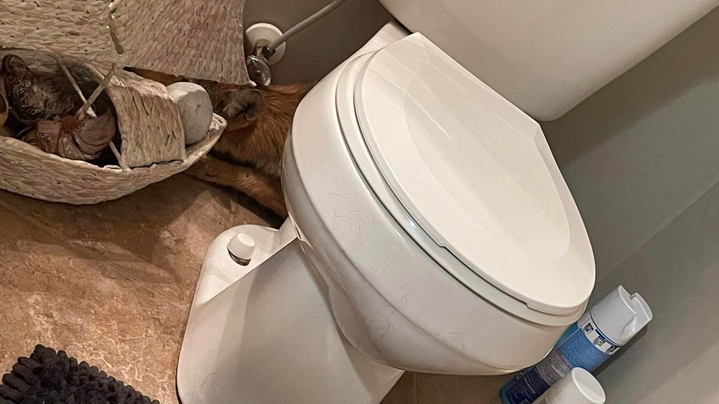 Coyote found hiding in bathroom