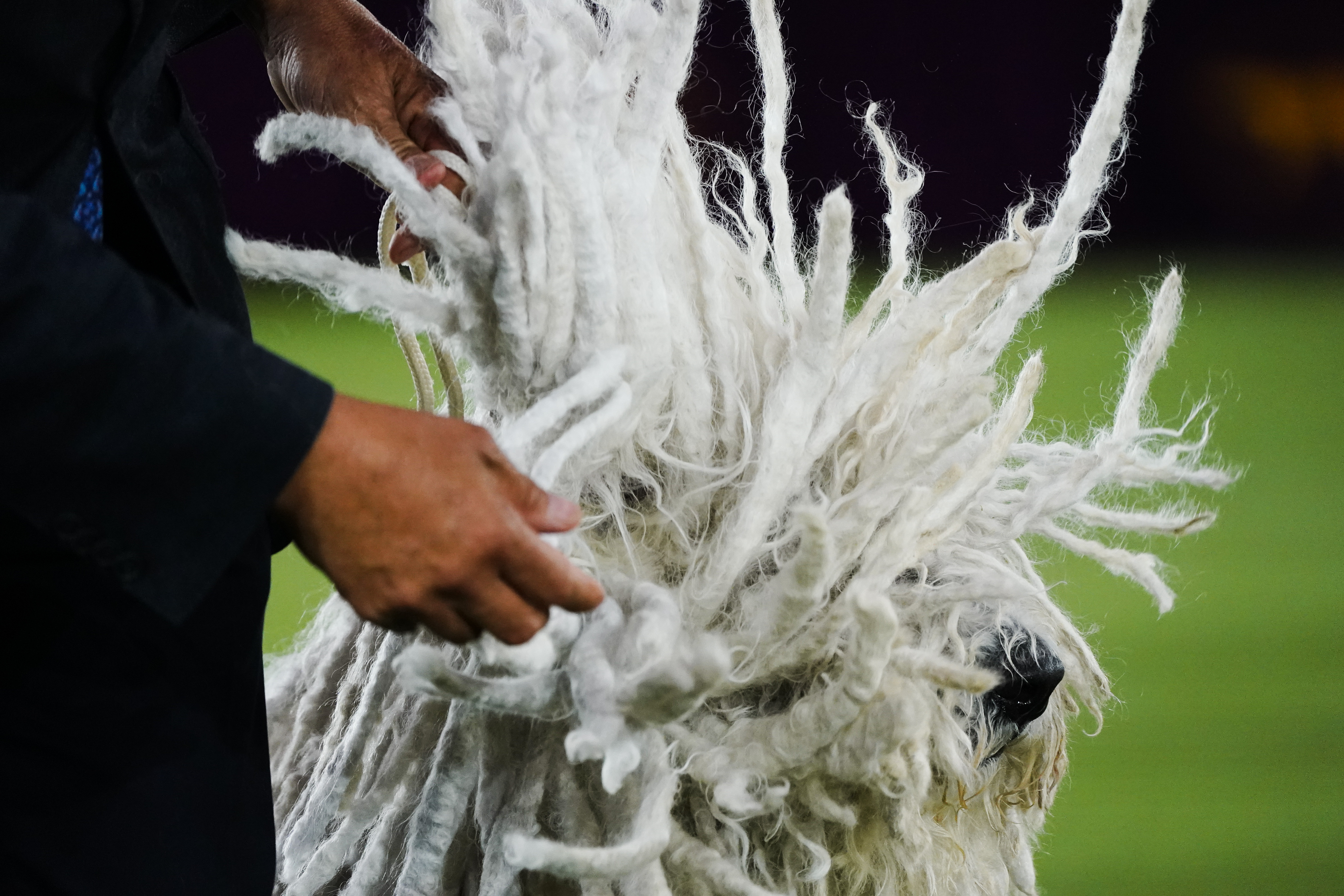 Photos: Westminster Dog Show 2022