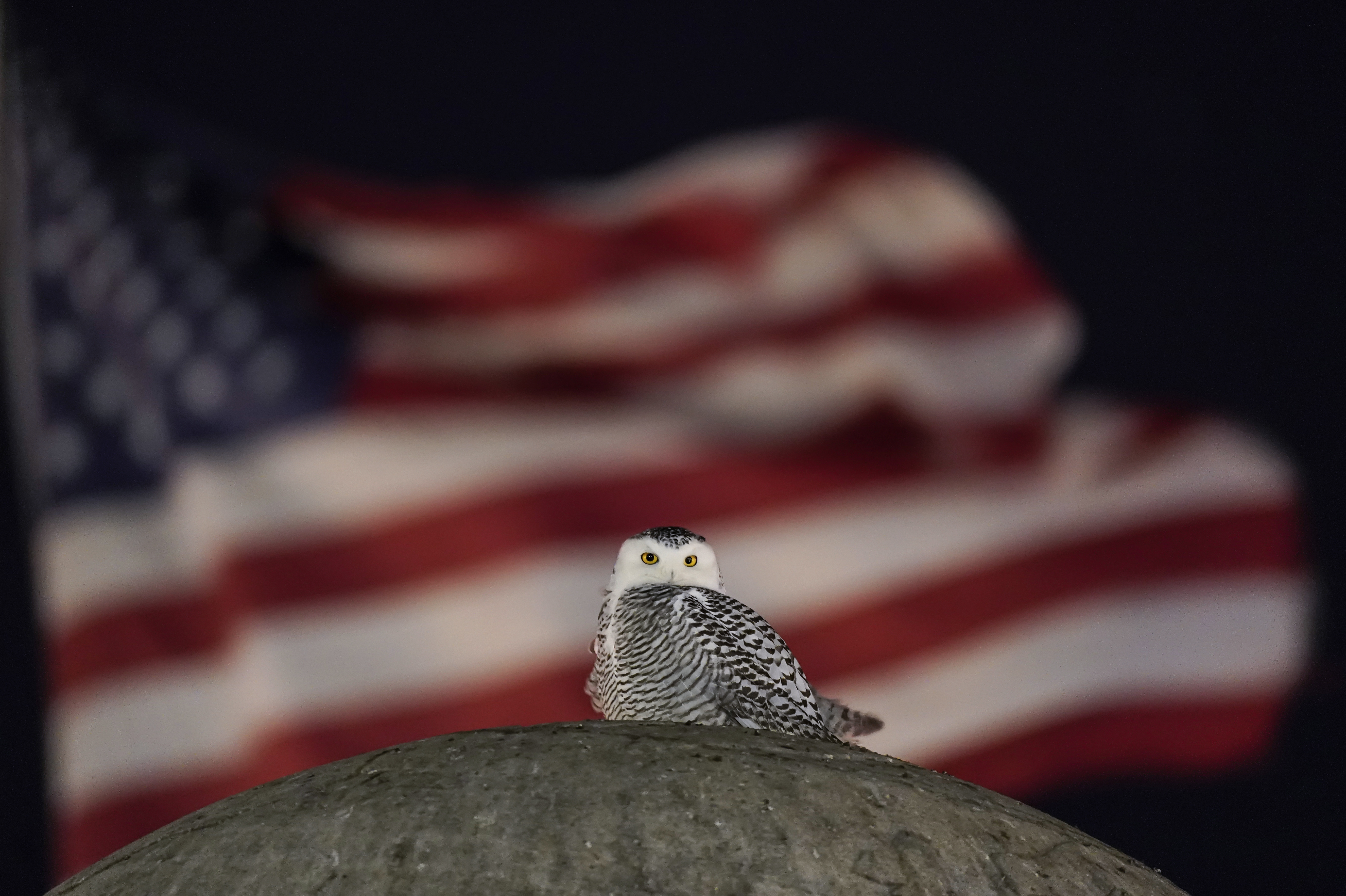 Photos: Rare snowy owl visits D.C. monuments