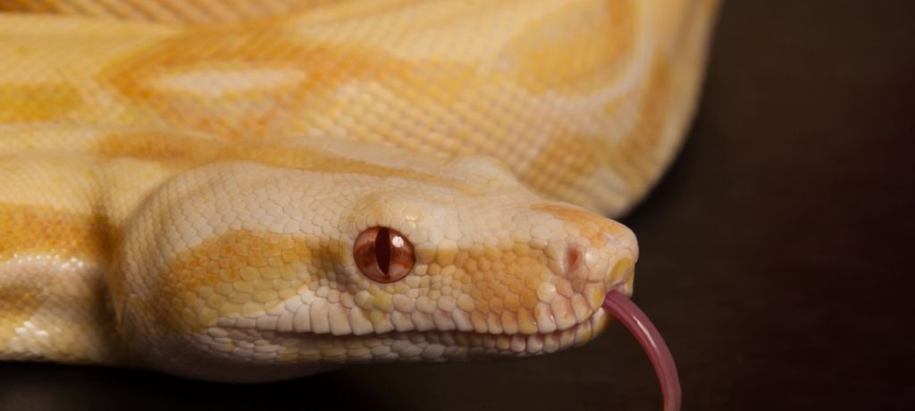 Snake on female head. Boa constrictor albino species of snake