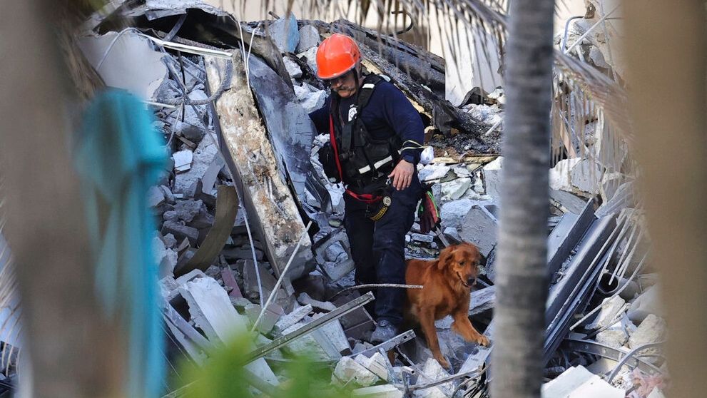Rescuers use dogs to search for survivors