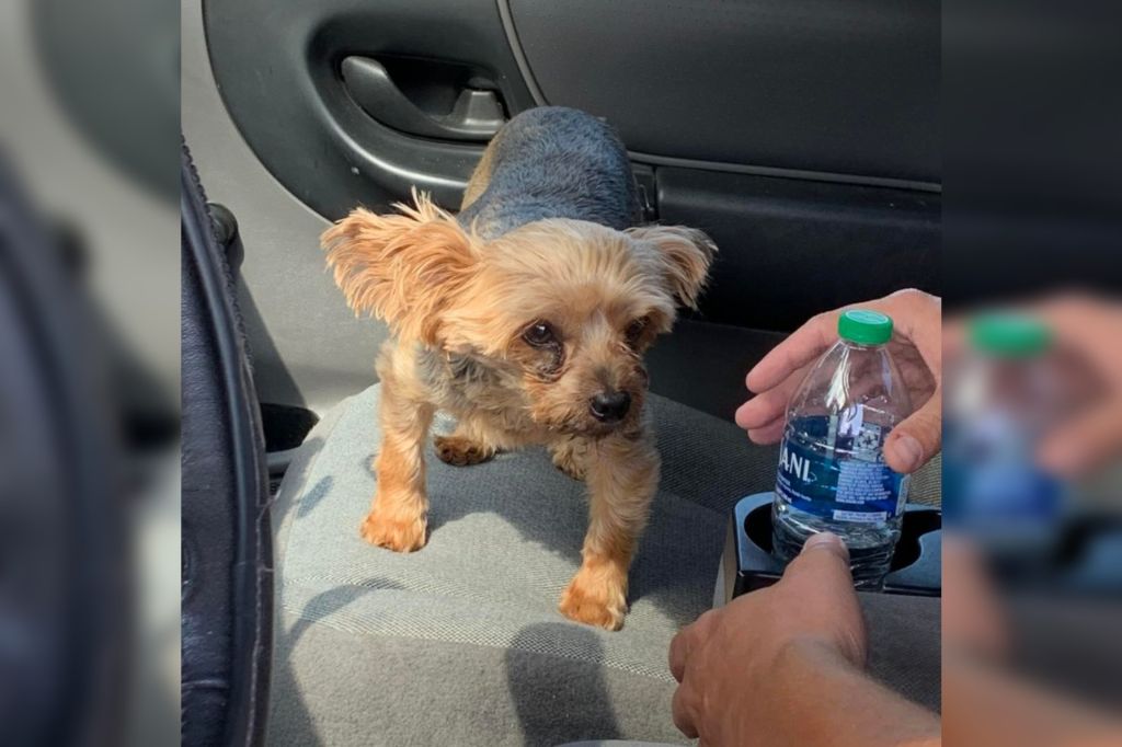 Puppy rescued from South Carolina trash compactor
