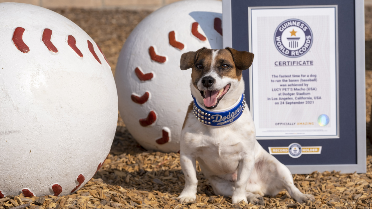 Photos: Russell terrier Macho declared fastest dog baserunner at Dodger Stadium