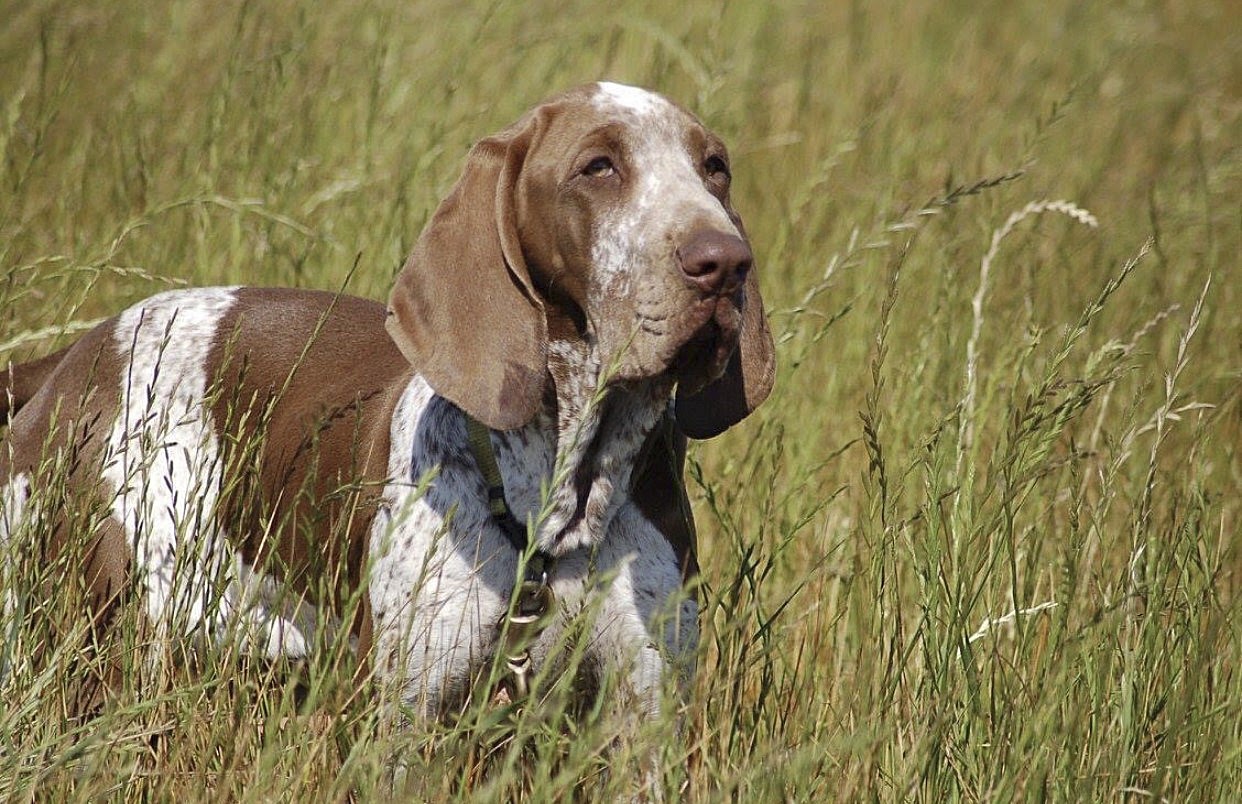 New breed, bracco Italiano, added to American Kennel Club roster