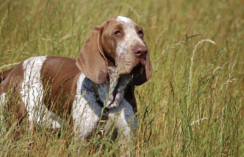 New breed, bracco Italiano, added to American Kennel Club roster