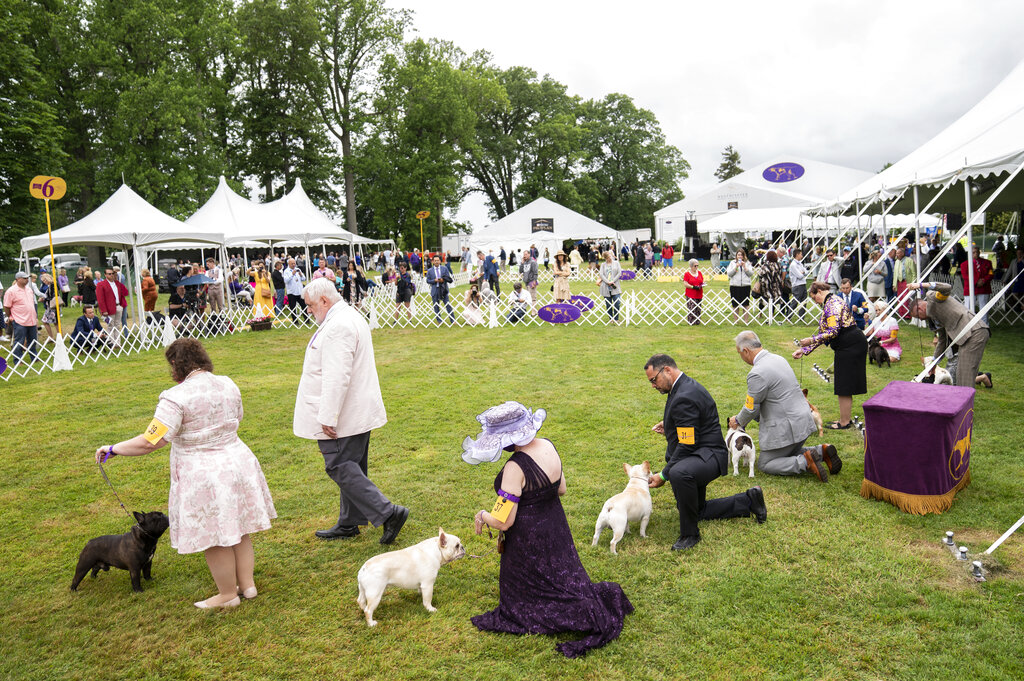 2021 Westminster Dog Show
