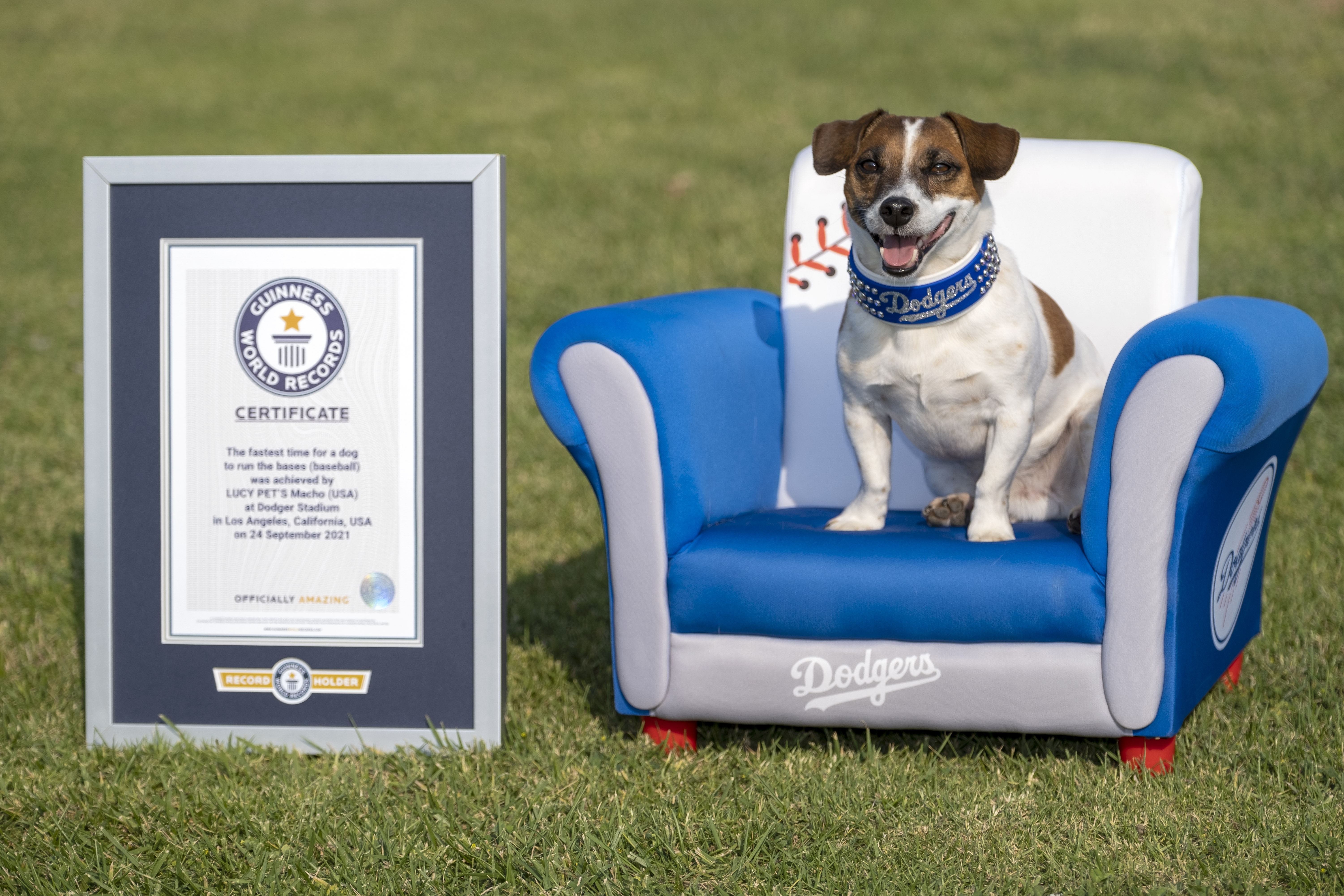 Photos: Russell terrier Macho declared fastest dog baserunner at Dodger Stadium