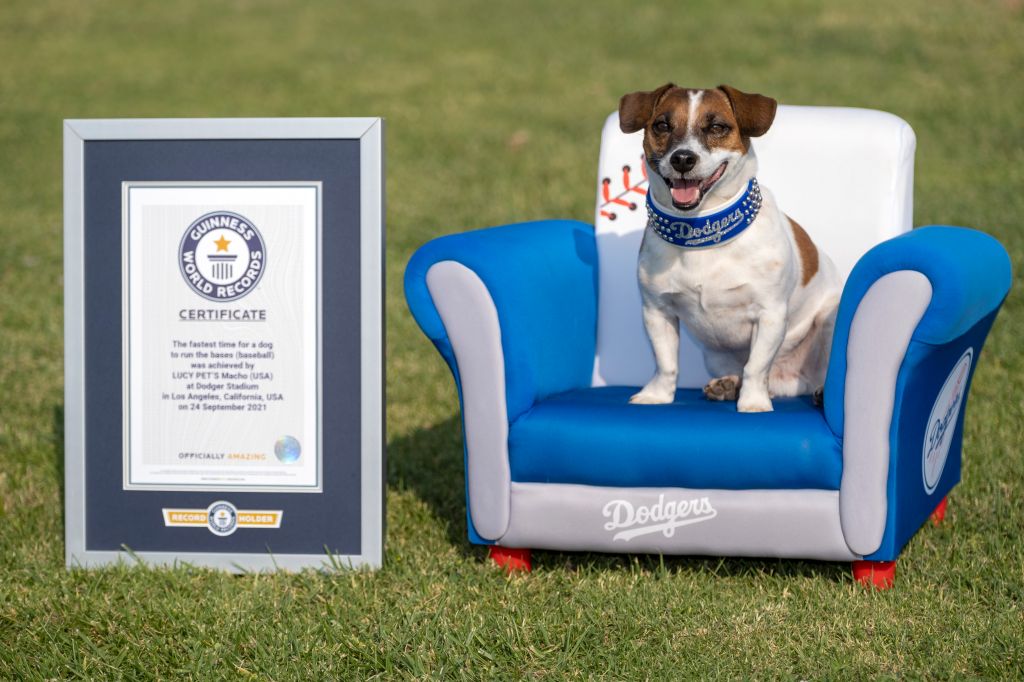Photos: Russell terrier Macho declared fastest dog baserunner at Dodger Stadium