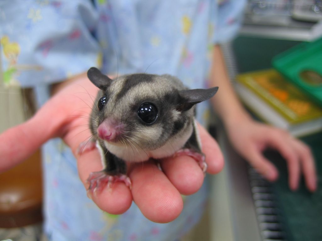 Sugar glider