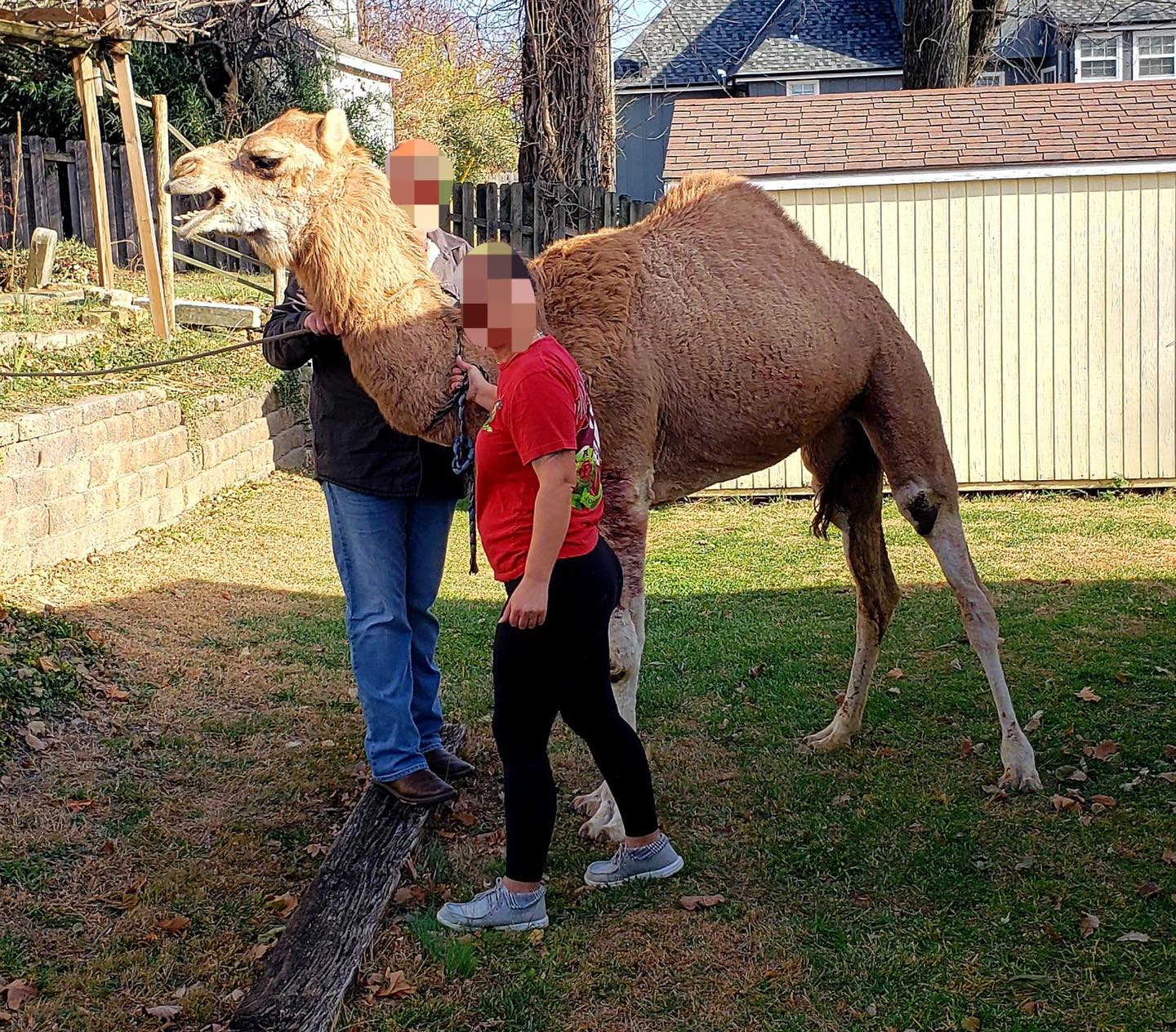 Police use lasso to capture camel.