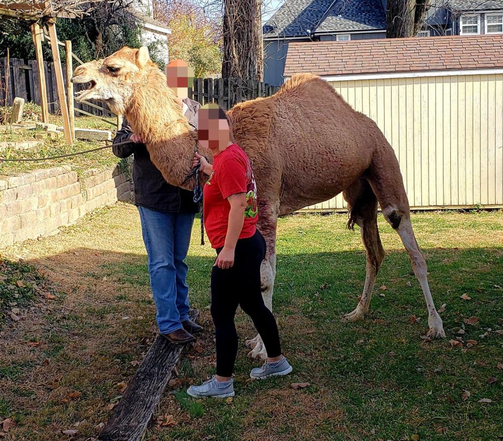 Police use lasso to capture camel.
