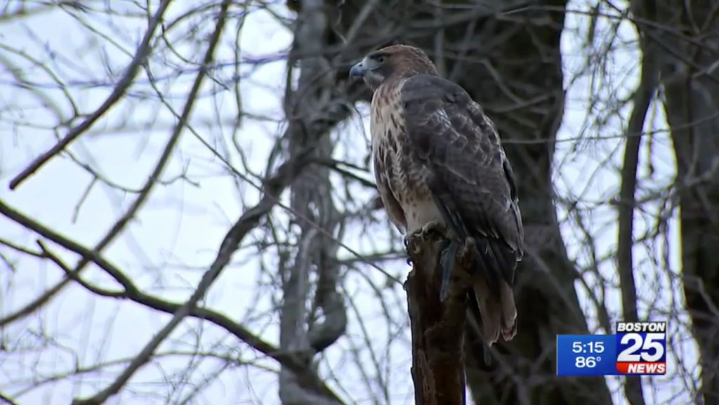 Backyard battle zone: Hawk attacks man twice