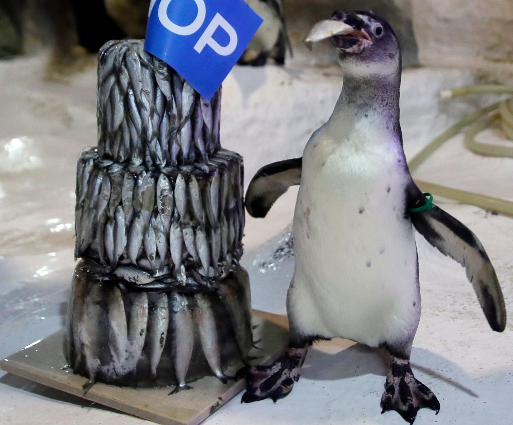 Photos: 10 adorable penguin pics in honor of World Penguin Day