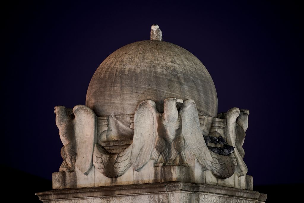 Photos: Rare snowy owl visits D.C. monuments