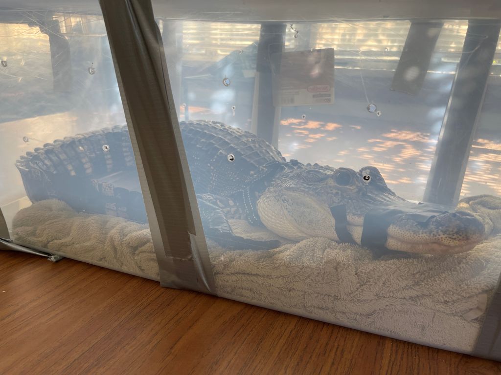 5-feet-long alligator named Zachary surrendered to authorities in New York