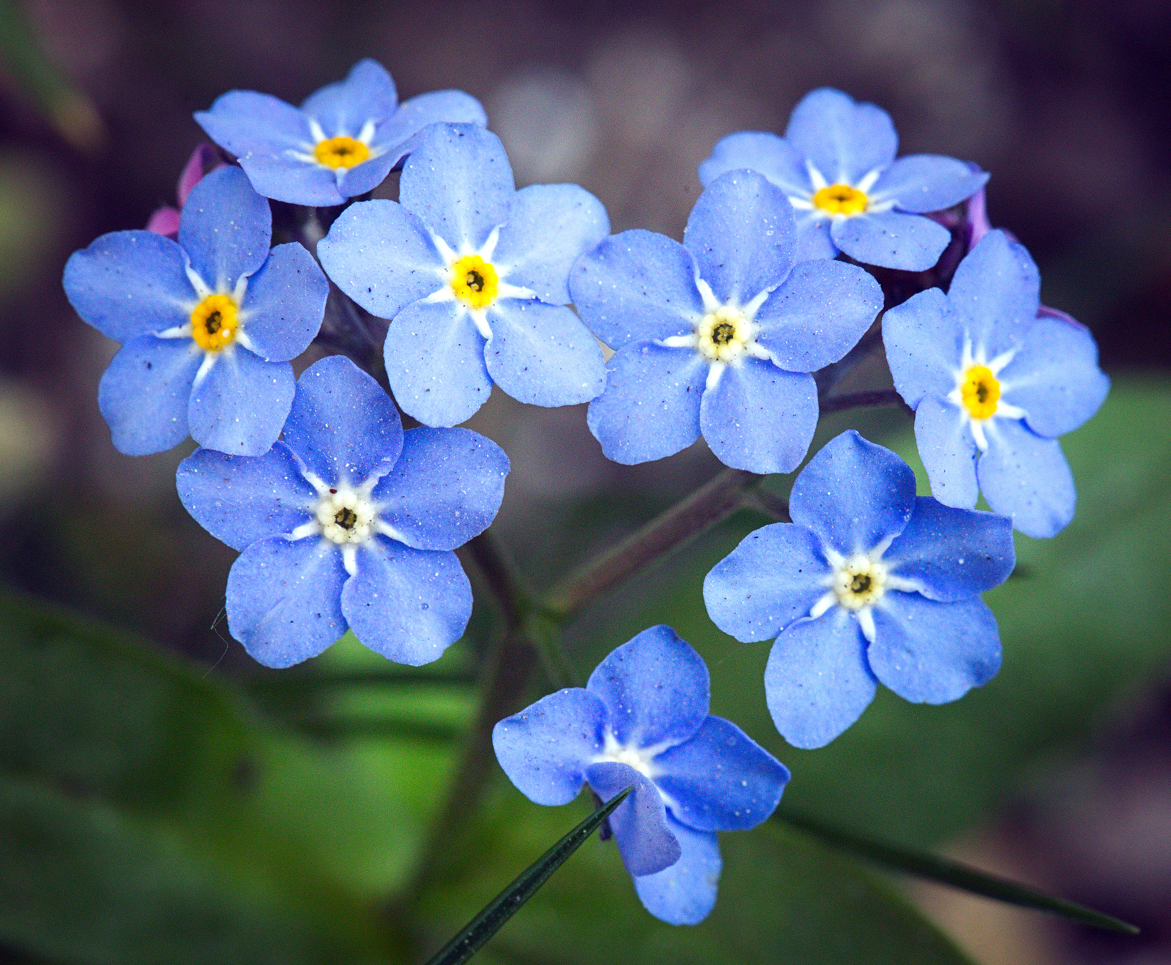 Forget-Me-Not Flowers