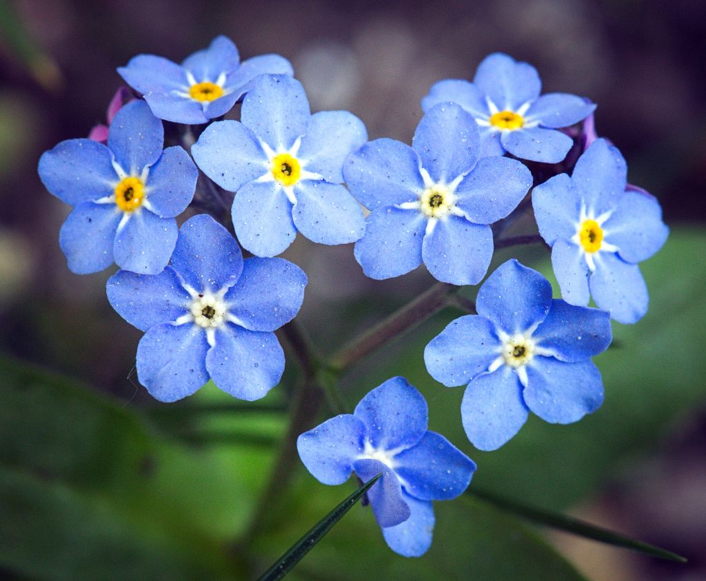 Forget-Me-Not Flowers