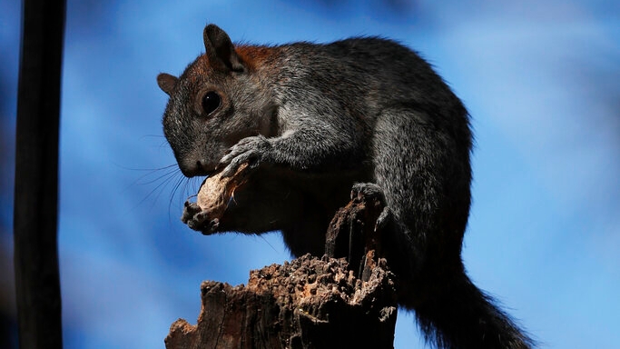 Bubonic plague found in squirrel
