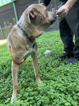 Dog found with zip tie around neck