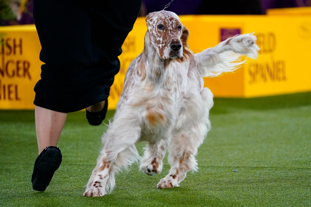 Photos: Westminster Dog Show 2022