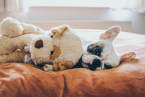 French bulldogs
