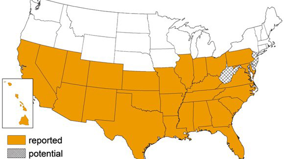 Dangerous ‘kissing bug’ illness spreading across southern U.S.