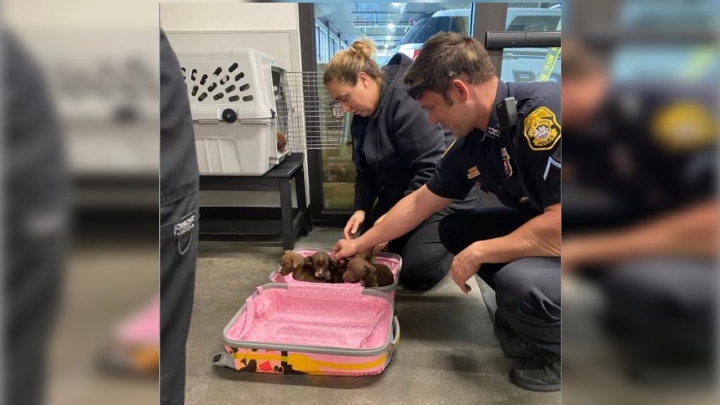 Puppies found in suitcase