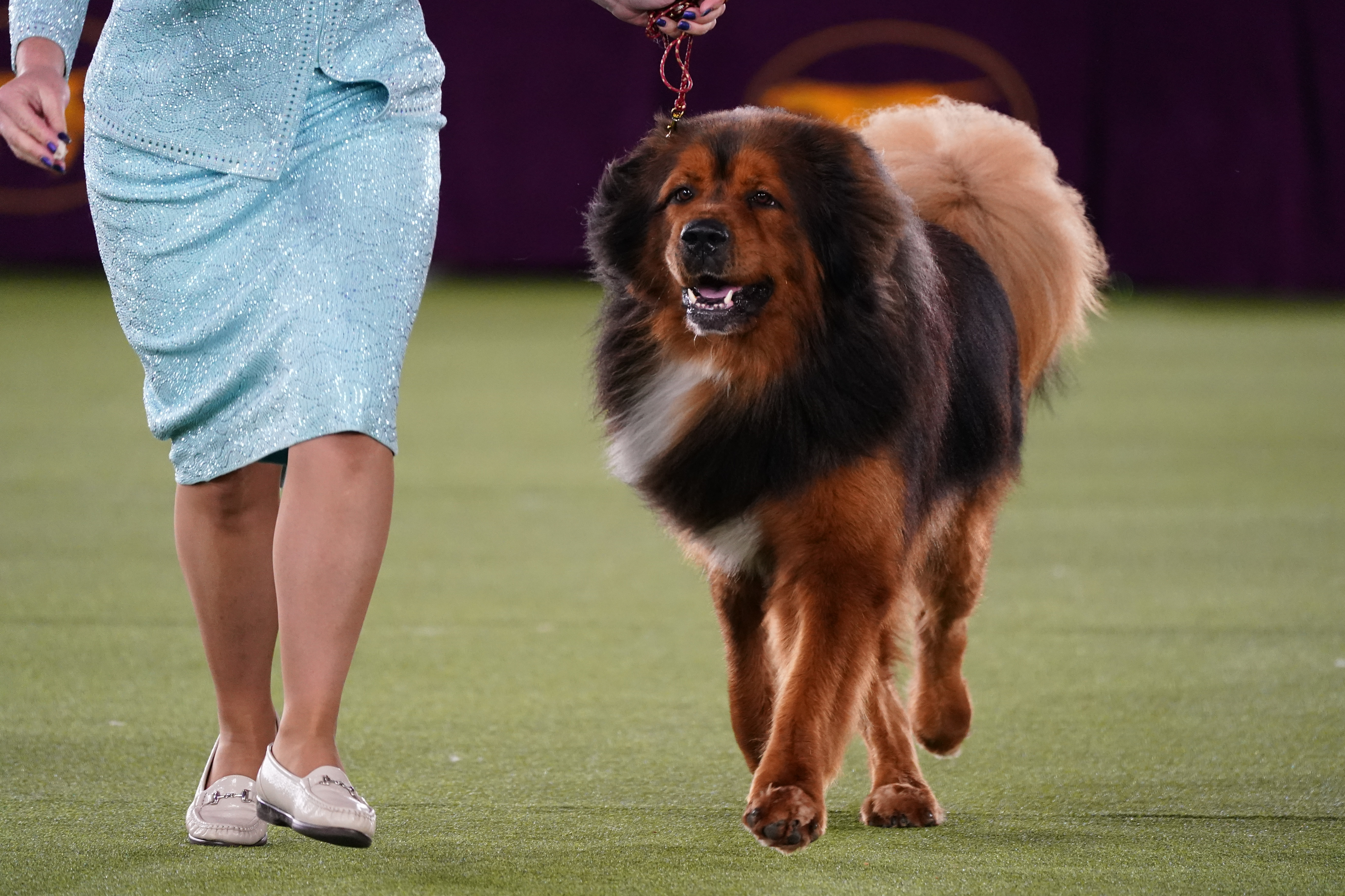 Photos: Westminster Dog Show 2022
