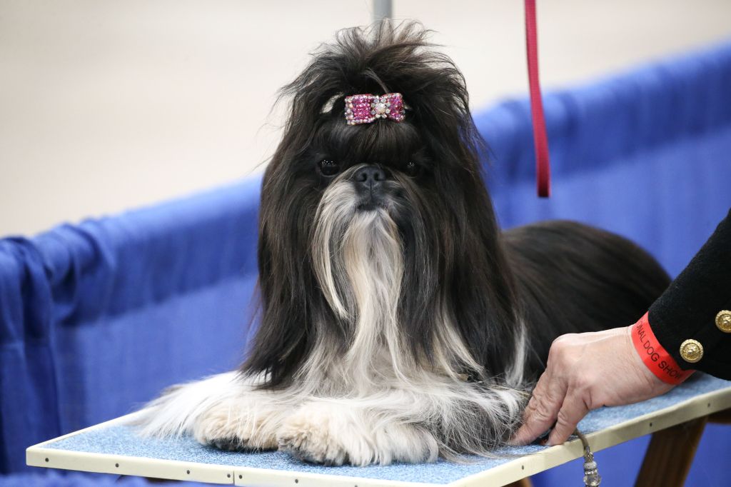 Photos: National Dog Show 2020