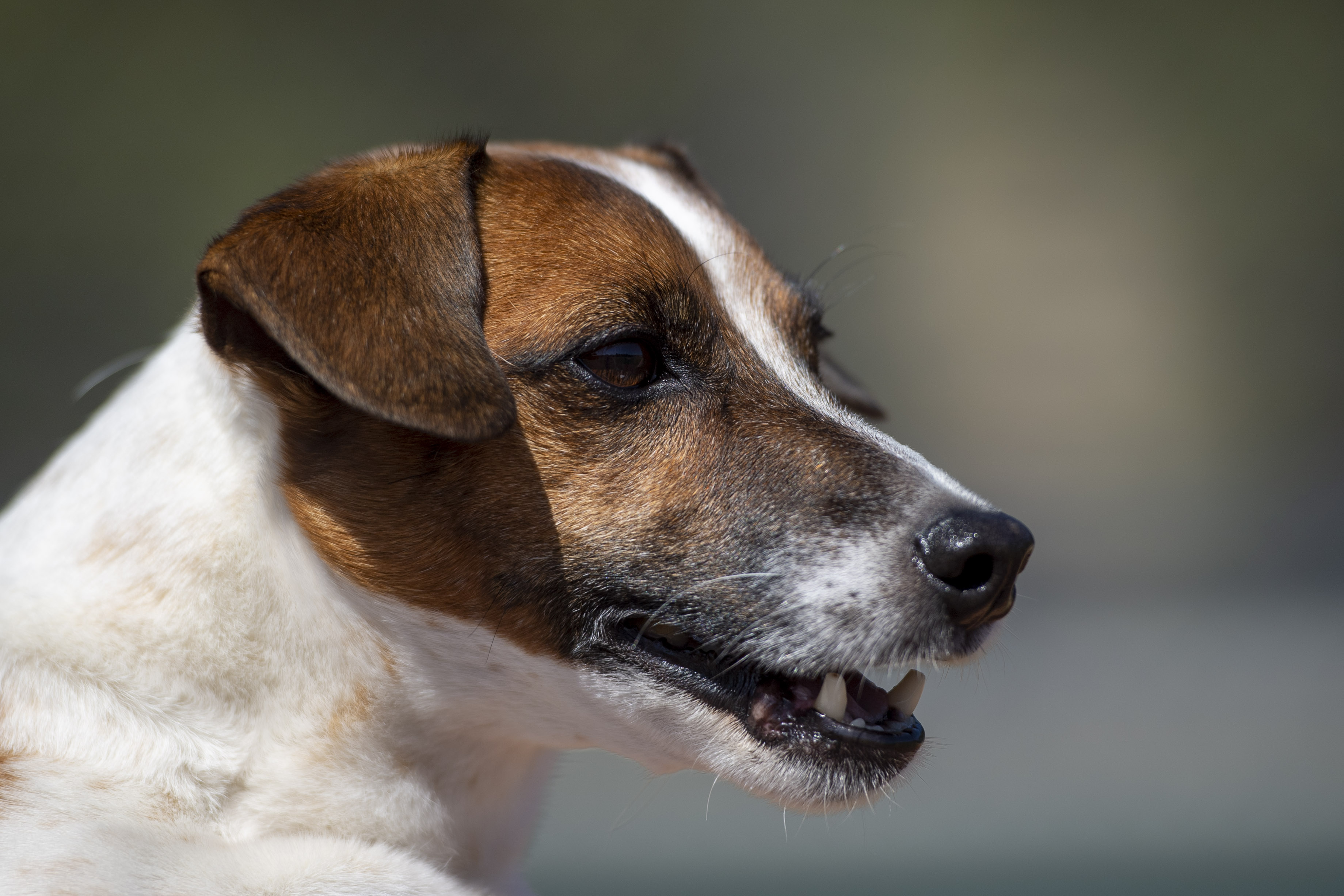 Photos: Russell terrier Macho declared fastest dog baserunner at Dodger Stadium