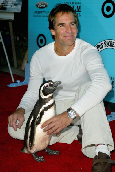 Photos: Scott Bakula through the years