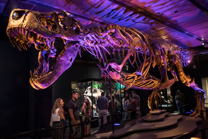 Houston Museum of Natural Science