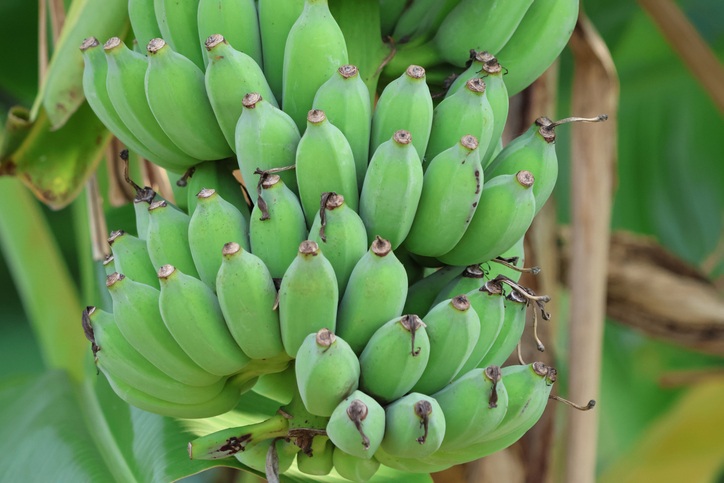 Ripen Fruit in an Oven