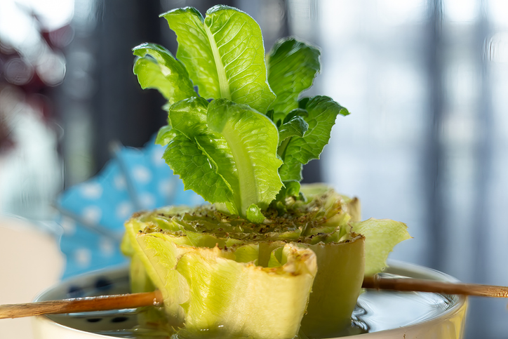 Regrow Lettuce from Stalks