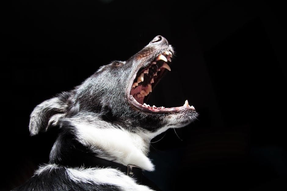 Steps to take after a sudden animal attack
